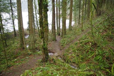 Filejunction Fallen Leaf Lake Camas Hiking In Portland Oregon