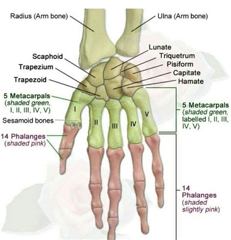 What Are The Bones That Form The Human Hand Quora