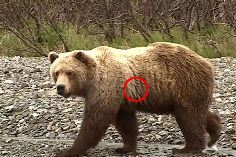 Giant Alaskan Brown Bear Is The World Record For Bowhunting Wide Open