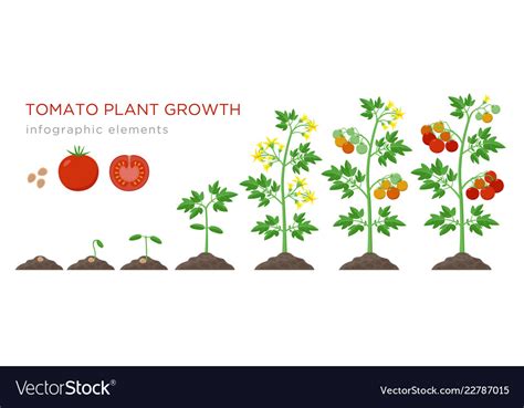 Don't expect young plants to thrive until the temperatures are right for growth. Tomato plant growth stages infographic elements in