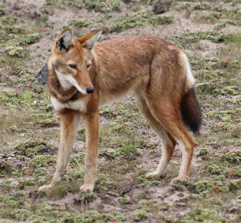 10 Animals Only Found In Ethiopia | Oliberté Footwear