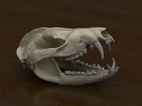 A Skull Of Opossum Didelphis Virginiana Finished Projects Blender