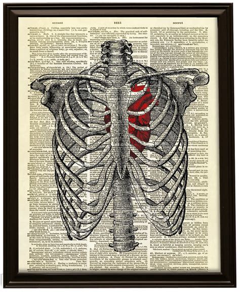 Human ribcage and organs is a photograph by sciepro which was uploaded on july 31st, 2016. Human Heart Inside Rib Cage Dictionary Art Print No. 9 on Storenvy