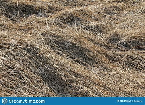 Rough Dry Silver Hay Straws Pattern Texture Background Stock Photo