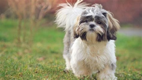 Shih Tzu Dog Breed Information And Care Animallord
