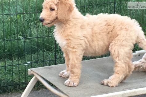 While many dogs are said to be great for allergy sufferers, our australian labradoodles are actually hypoallergenic and truly. Four Paws: Labradoodle puppy for sale near Detroit Metro ...