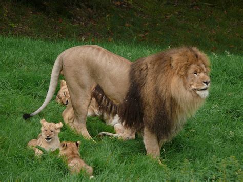 African Lion Panthera Leo Zoochat