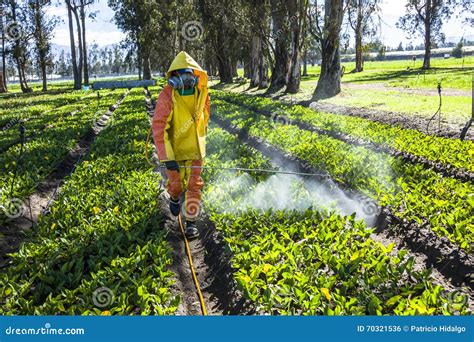 Technical Fumigating A Flower Plantation Outdoors Editorial Photo