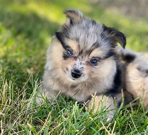 Pomeranian Aussie Mix