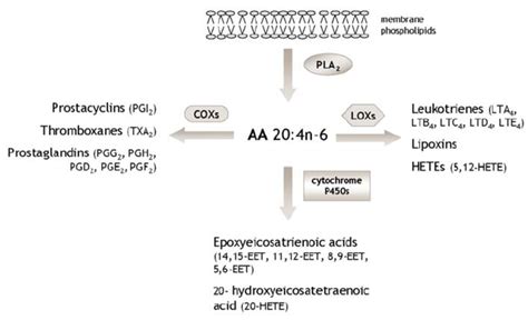 The Three Major Pathways Of Arachidonic Acid Metabolism Download