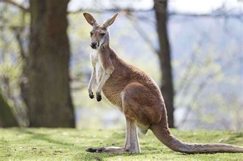 Klokan Kangaroo Animals Australia