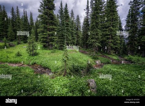 Trees Growing On Field At White River National Forest Stock Photo Alamy
