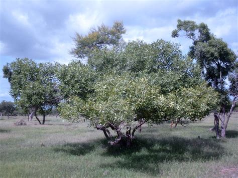 Tsammalex Ximenia Americana Hog Plum