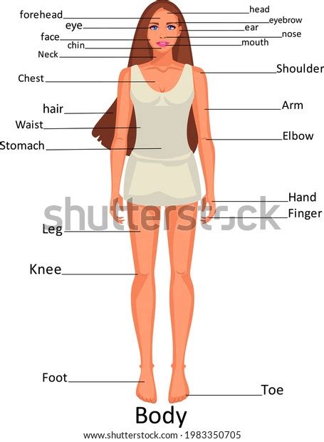 Diagram Human Body Parts On Girl Stock Vector Royalty Free 1983350705