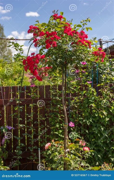 Stam Red Rose In Garden Stock Image Image Of Blue Foliage 53716567