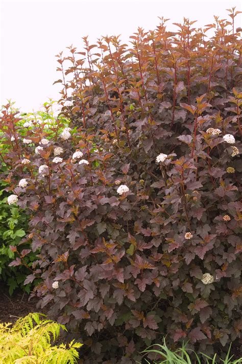 0715281 'diablo' ninebark, grapevine on trellis over grass path w/ view to herb & perennial garden [physocarpus opulifolius 'diablo'; Ninebark, Diabolo® - TheTreeFarm.com