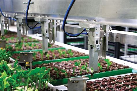 Transplanting Takes A Robotic Turn Greenhouse Canada