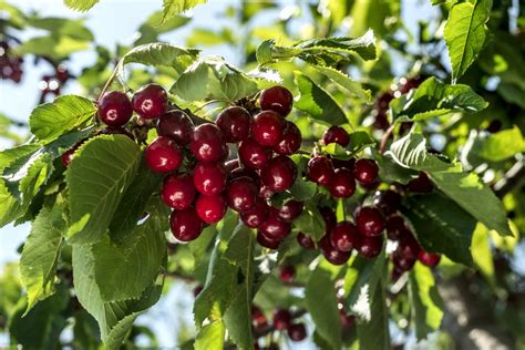 Cherry Orchard In Kherson Region Inventure