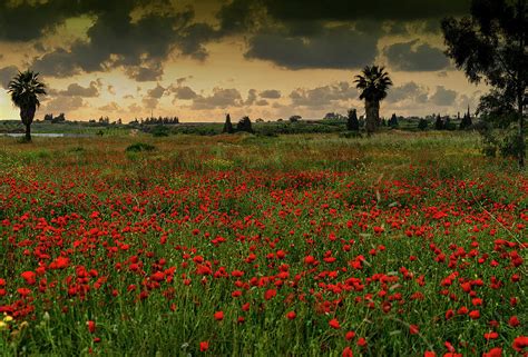 Sunset On A Poppies Field Photograph By Uri Baruch Fine Art America