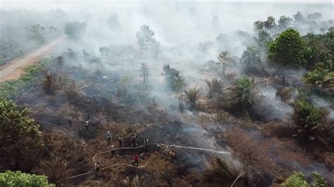 Kebakaran Hutan Dan Lahan Di Wilayah Kalimantan Barat Youtube