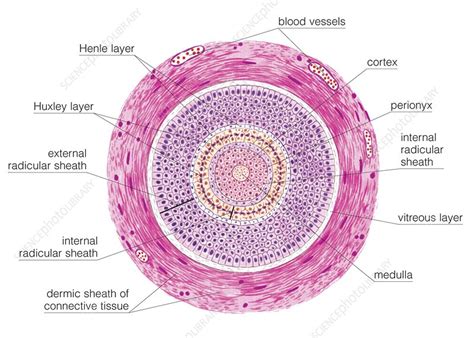 Transverse Section Of Hair Follicle Stock Image C0200288 Science