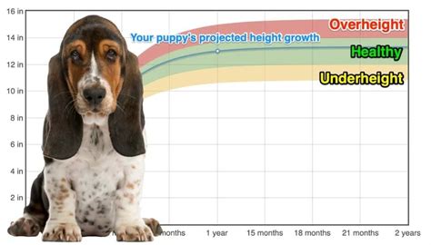 Basset Hound Heightgrowth Chart How Tall Will My Basset Hound Grow