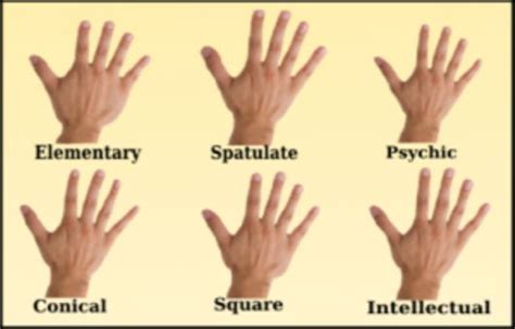 What Your Hand Shape Can Reveal About Your Personality Hand Shapes