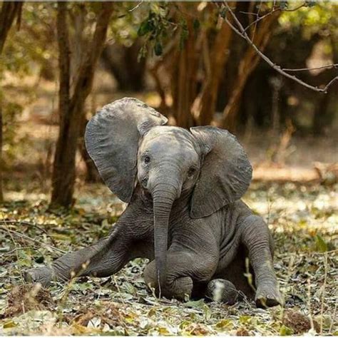 Sign In Cute Baby Animals Baby Elephant Baby Animals