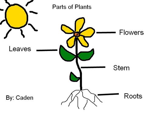 Labeling Parts Of Plants K 5 Computer Lab Plant Lessons Technology
