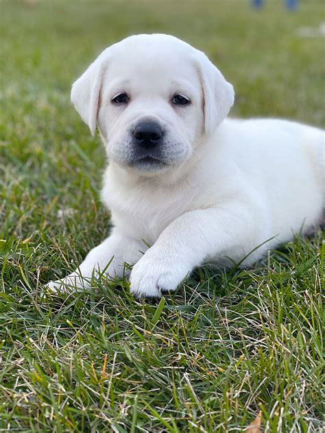 Miniature Labrador Puppies For Sale Cute Puppies For Me