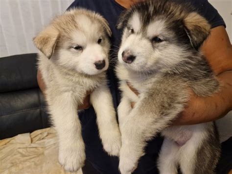 Alaskan Malamute Dogs And Puppies For Sale In The Uk