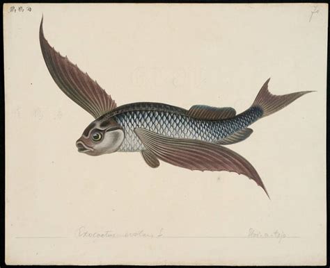 Peștele Exocoetus Volitans Planează La Suprafața Mărilor și Oceanelor