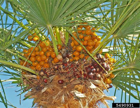 European Fan Palm Chamaerops Humilis