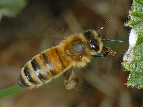 Apis Mellifera Honey Bee
