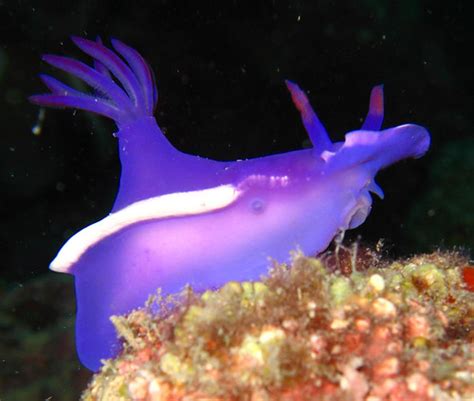 Purple Nudibranch Tinateens Flickr