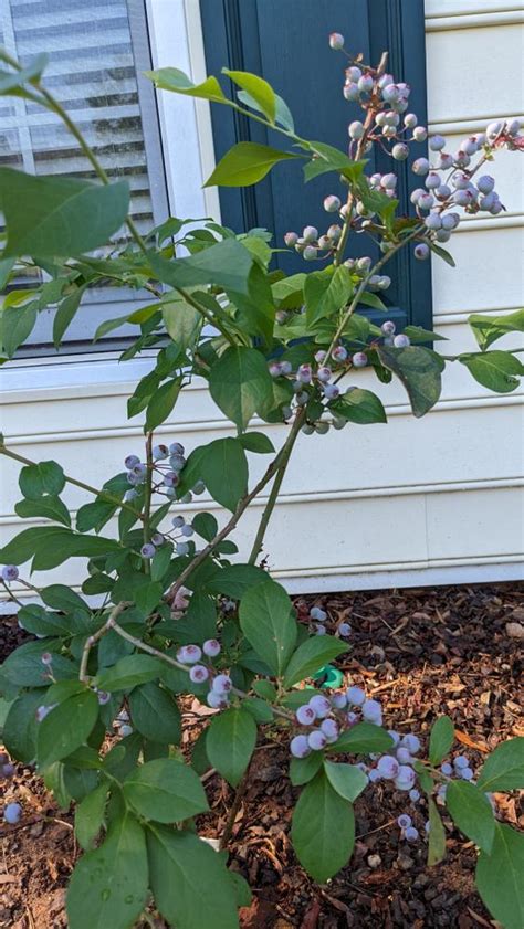 Tifblue Rabbiteye Blueberry Bushes For Sale