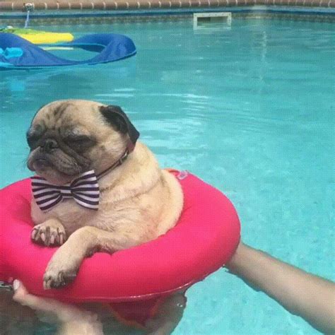 Pug In A Bowtie Floating In The Pool Pugs Funny Cute Puppies Cute Pugs