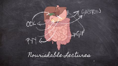 Hormonal Regulation Part 7 Foundations In Digestion Nourishable