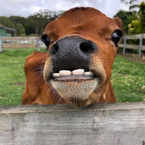 Cows Lover🐮💕 On Instagram “did You Know Cows Only Have Bottom Teeth