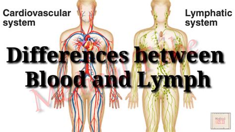 Difference Between Blood Circulation System And Lymph Body Fluid