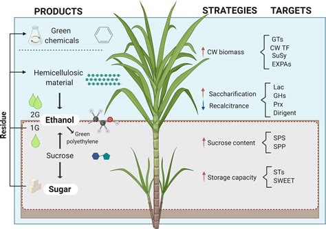 Sugar Cane Plant Parts