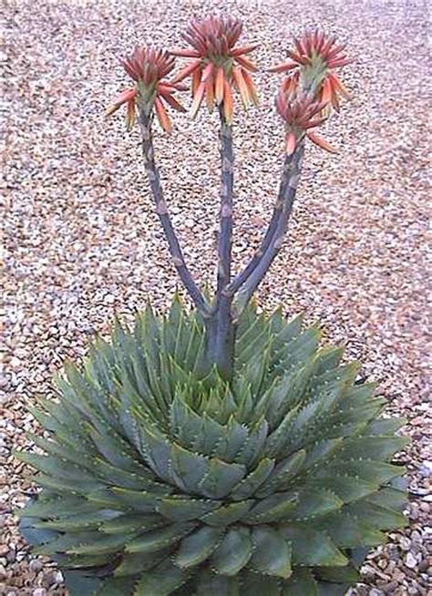 Very low maintenance once established, they are. Aloe polyphylla