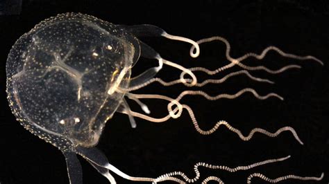 Caribbean Box Jellyfish Found In Australia For First Time On