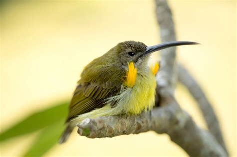 Cinnyris jugularis on wikimedia commons.wikimedia commons. Olive-backed sunbird (Cinnyris jugularis)