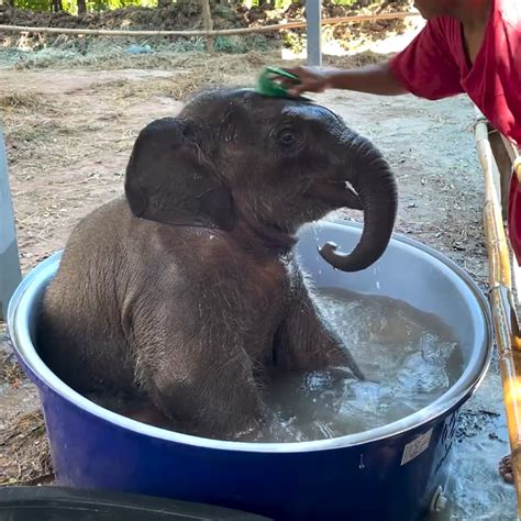 Baby Elephant Has The Best Time Cooling Off In The Water Elephant