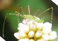 Coreidae) is a leaffooted bug commonly found on opuntia and ferocactus cacti (cactaceae) in southern new mexico. Hemiptera (true bugs)