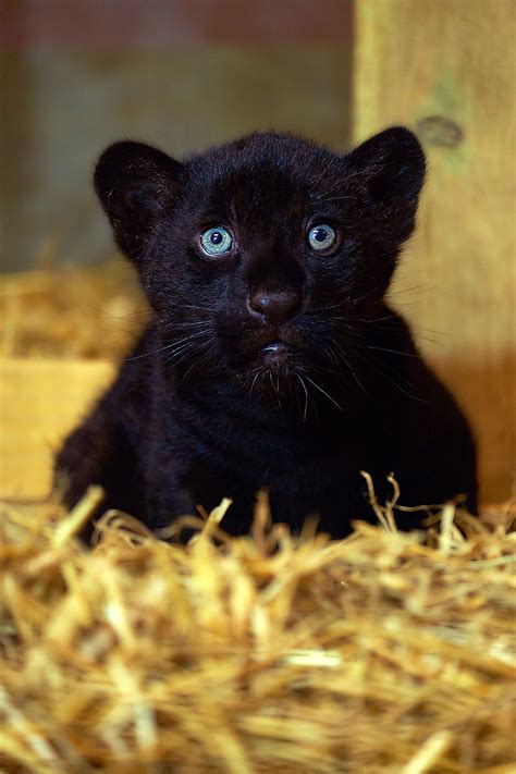 ‘gorgeous Rare Black Jaguar Born At English Big Cat Sanctuary ‘she