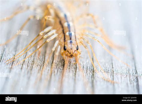 House Centipede Scutigera Coleoptrata Stock Photo Alamy