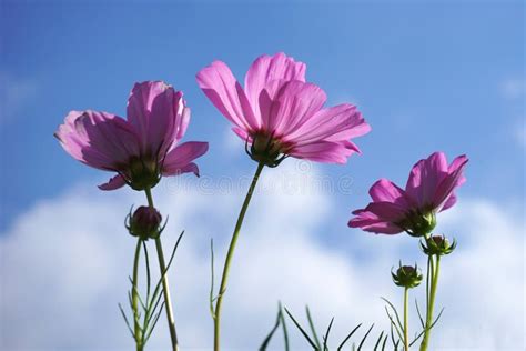 Pink Cosmos Flowers And Blue Sky Stock Photo Image Of Blossom