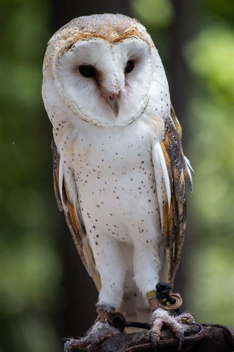 The Beautiful Barn Owl One Of The Worlds Most Common Birds